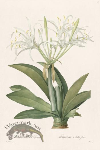 Les Liliacees Redoute 156